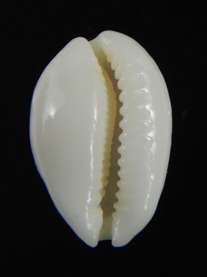 Cribrarula catholicorum 16.47 mm Gem-71471