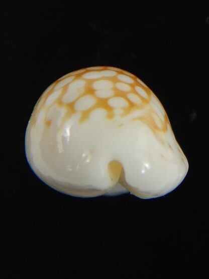 Cribrarula catholicorum 16.47 mm Gem-71466