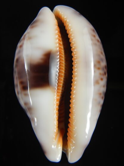 Leporicypraea mappa curvati ... Exceptional... 72.30 mm Gem-71439