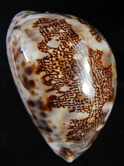 Leporicypraea mappa curvati ... Exceptional... 72.30 mm Gem-71441