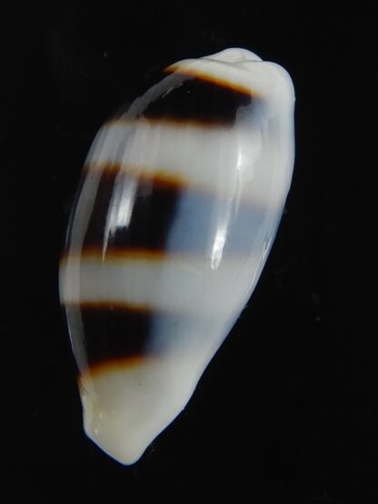 Palmadusta asellus asellus .. BIG size ... 23.84 mm Gem-71941