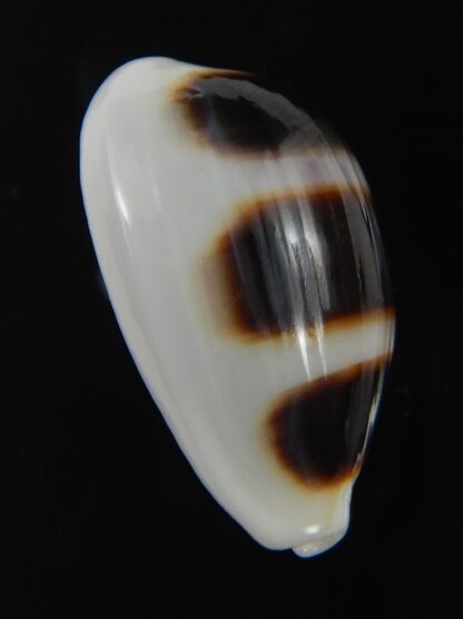 Palmadusta asellus asellus .. BIG size ... 23.20 mm Gem-71926