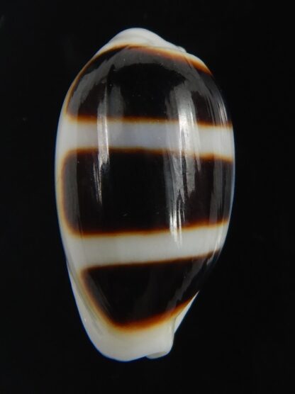 Palmadusta asellus asellus .. Very BIG size ... 24.66 mm Gem-71953