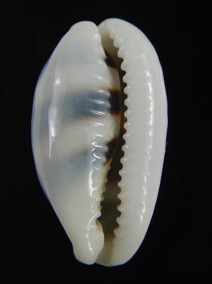 Palmadusta asellus asellus .. Very BIG size ... 24.66 mm Gem-71955