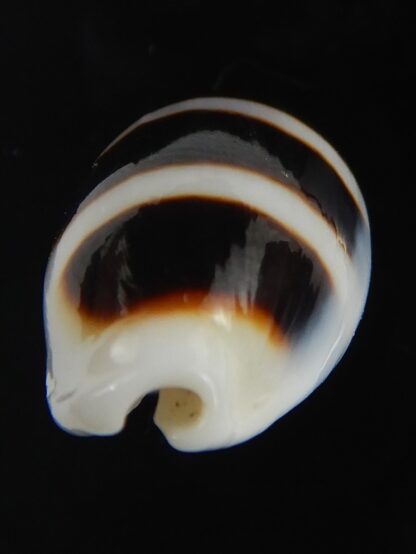 Palmadusta asellus asellus .. Very BIG size ... 24.66 mm Gem-71959