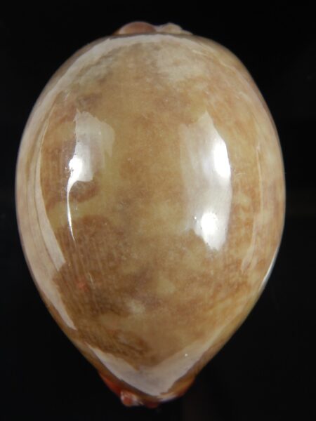 Leporicypraea mappa panerythra ..Green... 75.26 mm F+++/Gem-71841