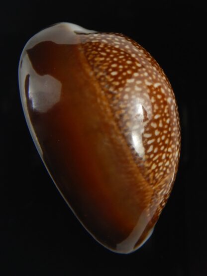 Monetaria caputdraconis Big size ... 40.74 mm Gem -72109