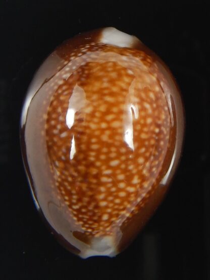 Monetaria caputdraconis 30.41 mm Gem-72077