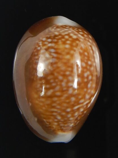 Monetaria caputdraconis 26.12 mm Gem-72063