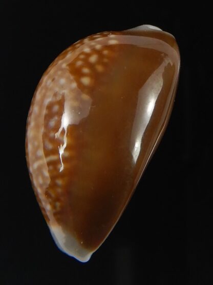 Monetaria caputdraconis 26.12 mm Gem-72066