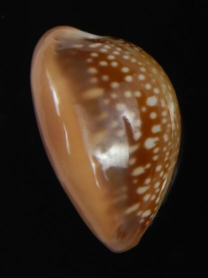 Naria englerti 23.20 mm Gem-72180