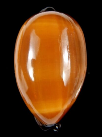 Talparia exusta 67.35 mm Gem-72383