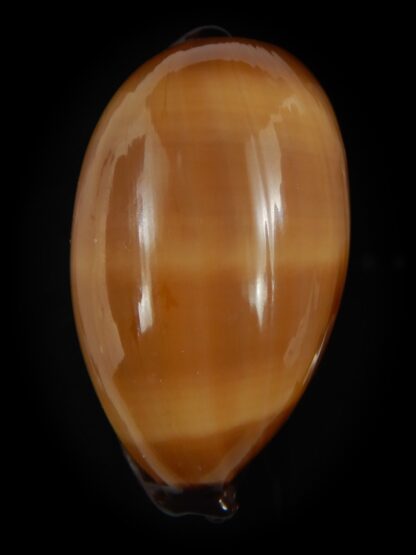 Talparia exusta 59.90 mm Gem-72376