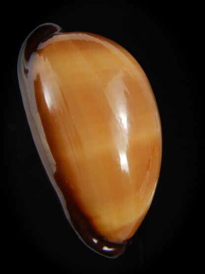 Talparia exusta 59.90 mm Gem-72380