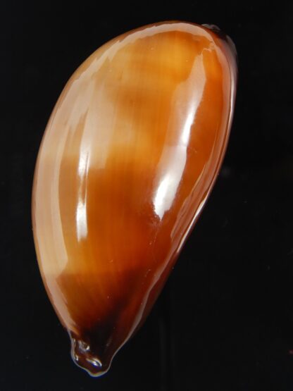 Talparia exusta 59.90 mm Gem-72381