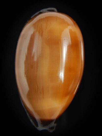 Talparia exusta 52.31 mm Gem-72355