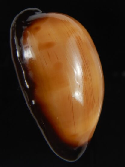 Talparia exusta 52.31 mm Gem-72358