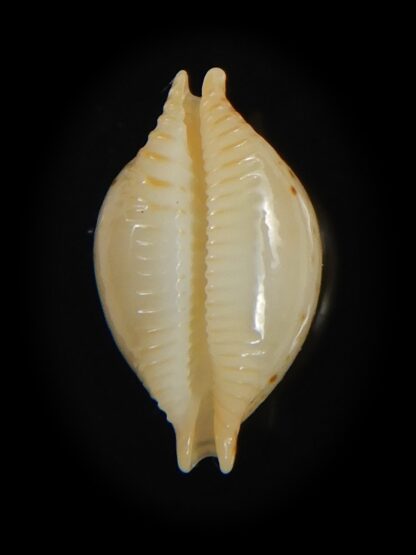 Pustularia cicercula takahashii 14.15 mm Gem-72308