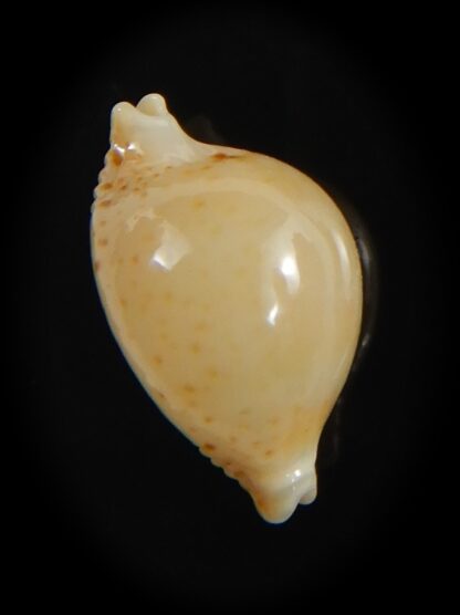 Pustularia cicercula takahashii 14.15 mm Gem-72312