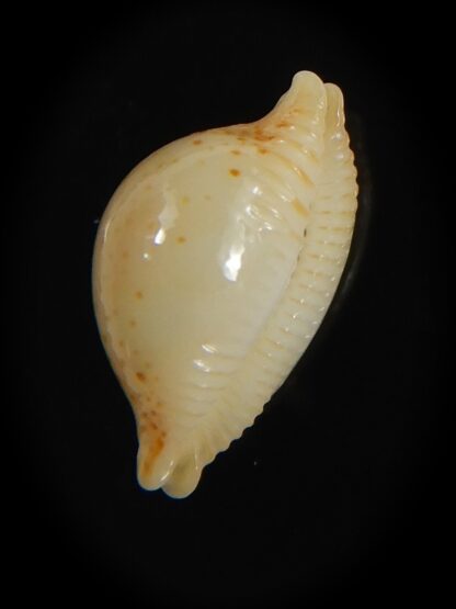 Pustularia cicercula takahashii 14.15 mm Gem-72311