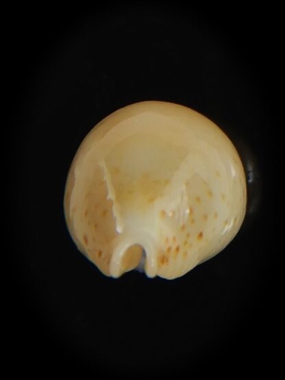 Pustularia cicercula takahashii 14.15 mm Gem-72309