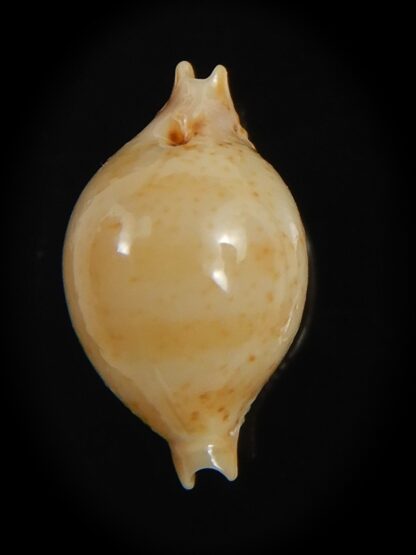 Pustularia cicercula takahashii 15.35 mm Gem-72334