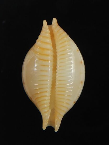 Pustularia cicercula takahashii 15.35 mm Gem-72337