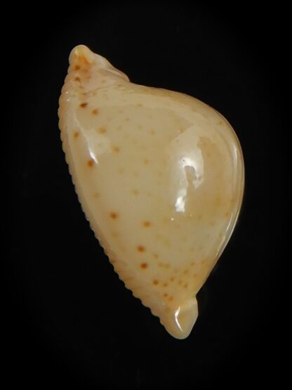 Pustularia cicercula takahashii 15.35 mm Gem-72336