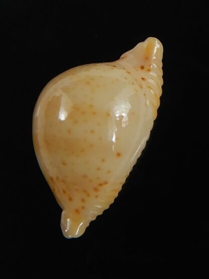 Pustularia cicercula takahashii 15.35 mm Gem-72339