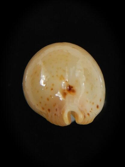 Pustularia cicercula takahashii 15.35 mm Gem-72338