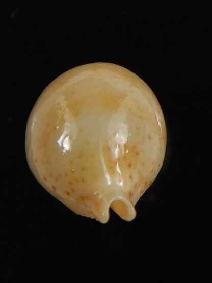 Pustularia cicercula takahashii 15.35 mm Gem-72340