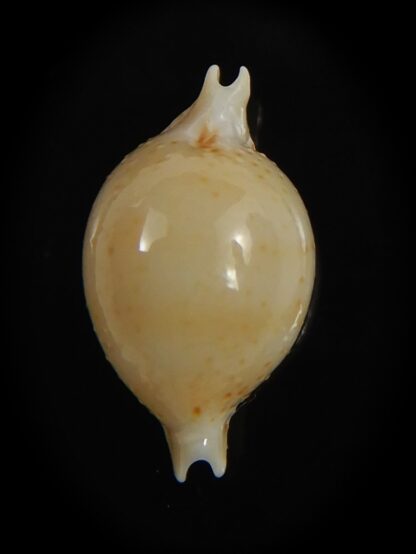 Pustularia cicercula takahashii 16.00 mm Gem --72348