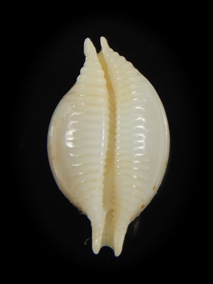 Pustularia cicercula takahashii 16.00 mm Gem --72350