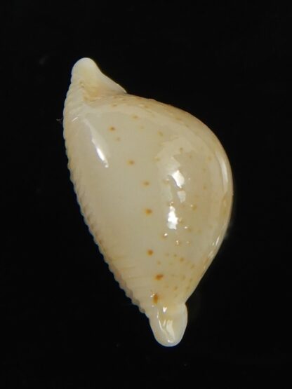 Pustularia cicercula takahashii 16.00 mm Gem --72354