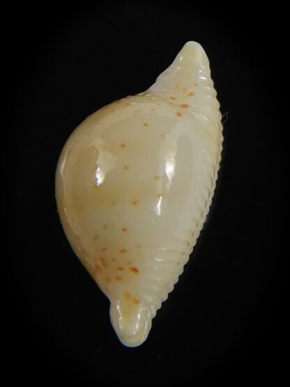 Pustularia cicercula takahashii 16.00 mm Gem --72353