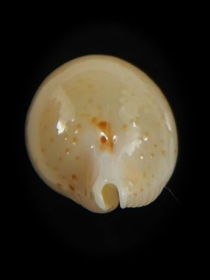 Pustularia cicercula takahashii 16.00 mm Gem --72349