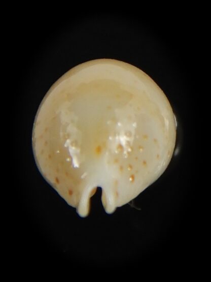 Pustularia cicercula takahashii 16.00 mm Gem --72352