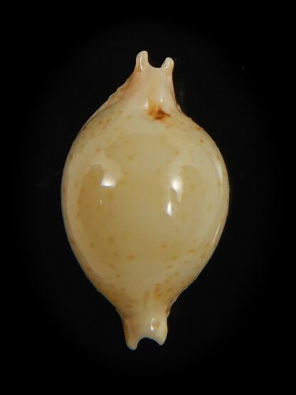 Pustularia cicercula takahashii 15.30 mm Gem-72320