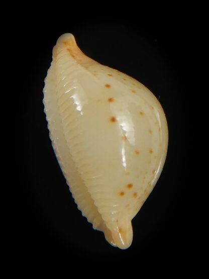 Pustularia cicercula takahashii 15.30 mm Gem-72326