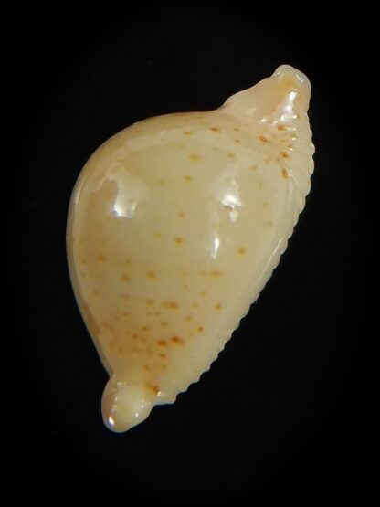 Pustularia cicercula takahashii 15.30 mm Gem-72321