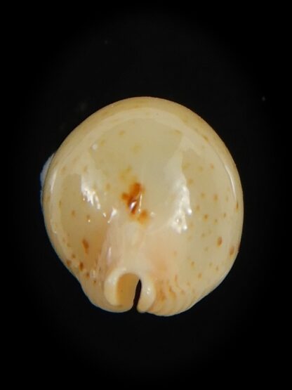 Pustularia cicercula takahashii 15.30 mm Gem-72323