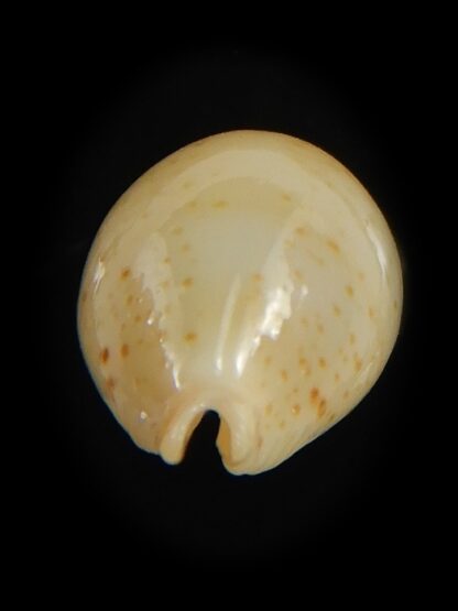 Pustularia cicercula takahashii 15.30 mm Gem-72324