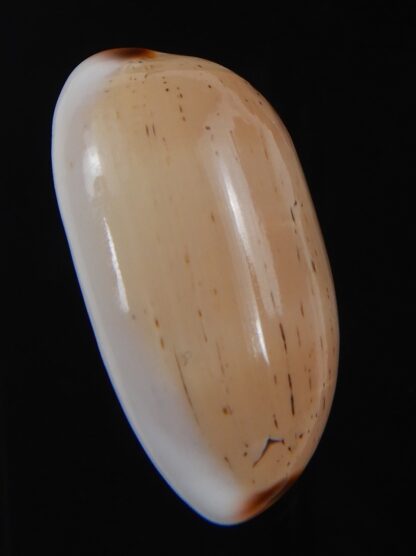 Luria isabella isabella 36.60 mm Gem -72054