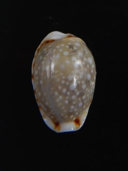 Naria labrolineata helenae 11.48 mm Gem-72217