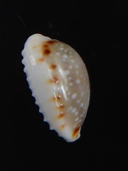 Naria labrolineata helenae 11.48 mm Gem-72223