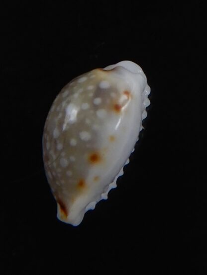 Naria labrolineata helenae 11.48 mm Gem-72222