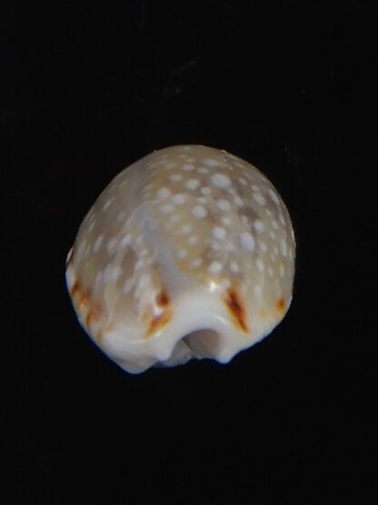 Naria labrolineata helenae 11.48 mm Gem-72220