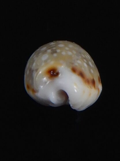 Naria labrolineata helenae 11.48 mm Gem-72221