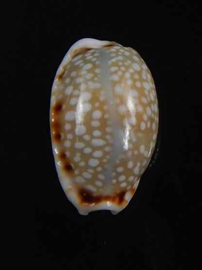 Naria labrolineata helenae 11.57 mm Gem -72231