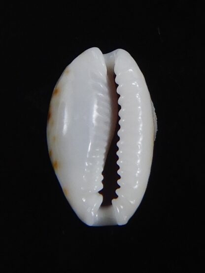 Naria labrolineata helenae 11.57 mm Gem -72232